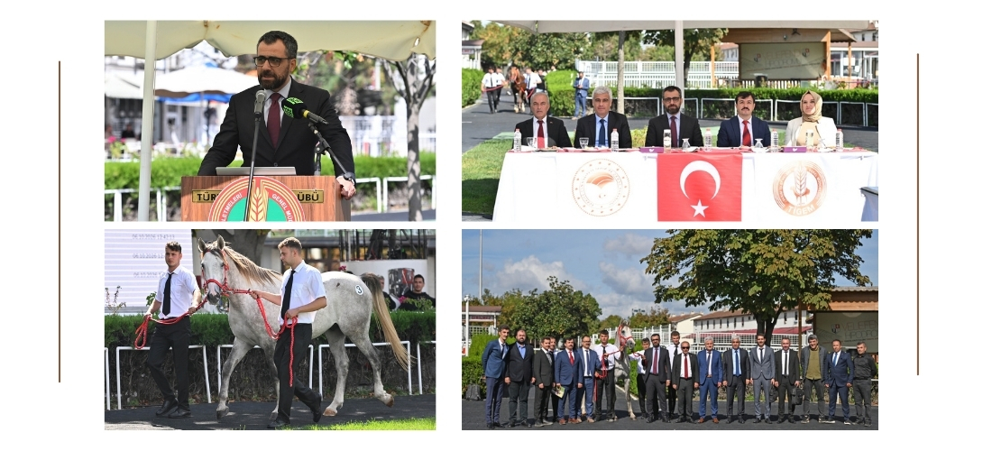 KARACABEY TARIM İŞLETMESİNİN ELİT TAYLARI REKOR KIRDI