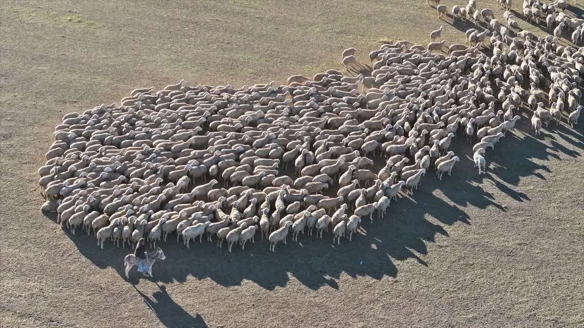 MALYA TARIM İŞLETMESİ YERLİ IRK KOYUN YETİŞTİRİCİLİĞİYLE HAYVANCILIĞIN GELİŞMESİNE KATKI SAĞLIYOR