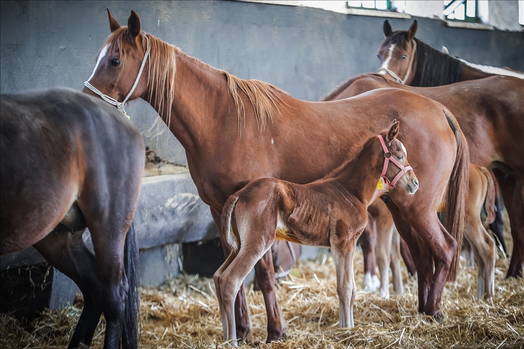 KARACABEY TARIM İŞLETMESİNDE ŞAMPİYON ADAYI TAYLAR DÜNYAYA GÖZLERİNİ AÇMAYA BAŞLADI