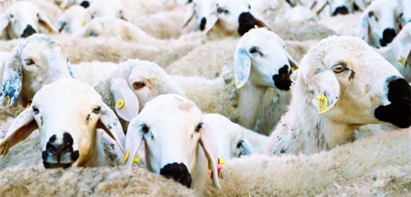 KIRSALDA BEREKET KÜÇÜKBAŞA DESTEK PROJESİ BAŞLIYOR