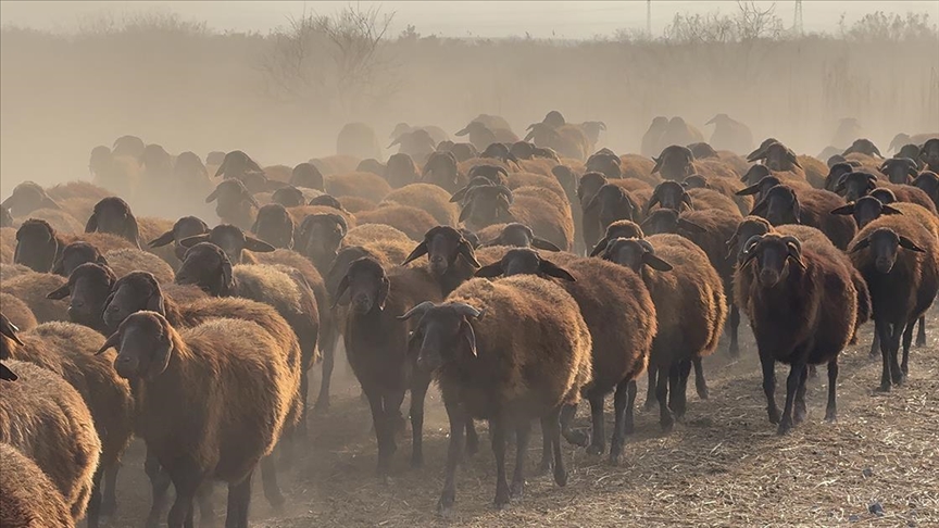 KAZIM KARABEKİR TARIM İŞLETMESİNDE YETİŞTİRİLEN MORKARAMAN IRKI KOYUNLARDA DOĞUM SEZONU DEVAM EDİYOR