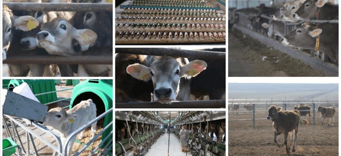 ANADOLU TARIM İŞLETMESİ BÜYÜKBAŞ HAYVANCILIĞA KATKI SAĞLIYOR