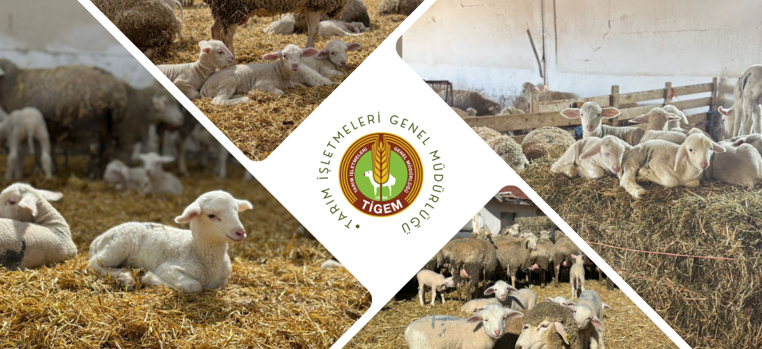 POLATLI TARIM İŞLETMESİNDE 2026 YILI KUZU DOĞUMLARI BAŞLADI