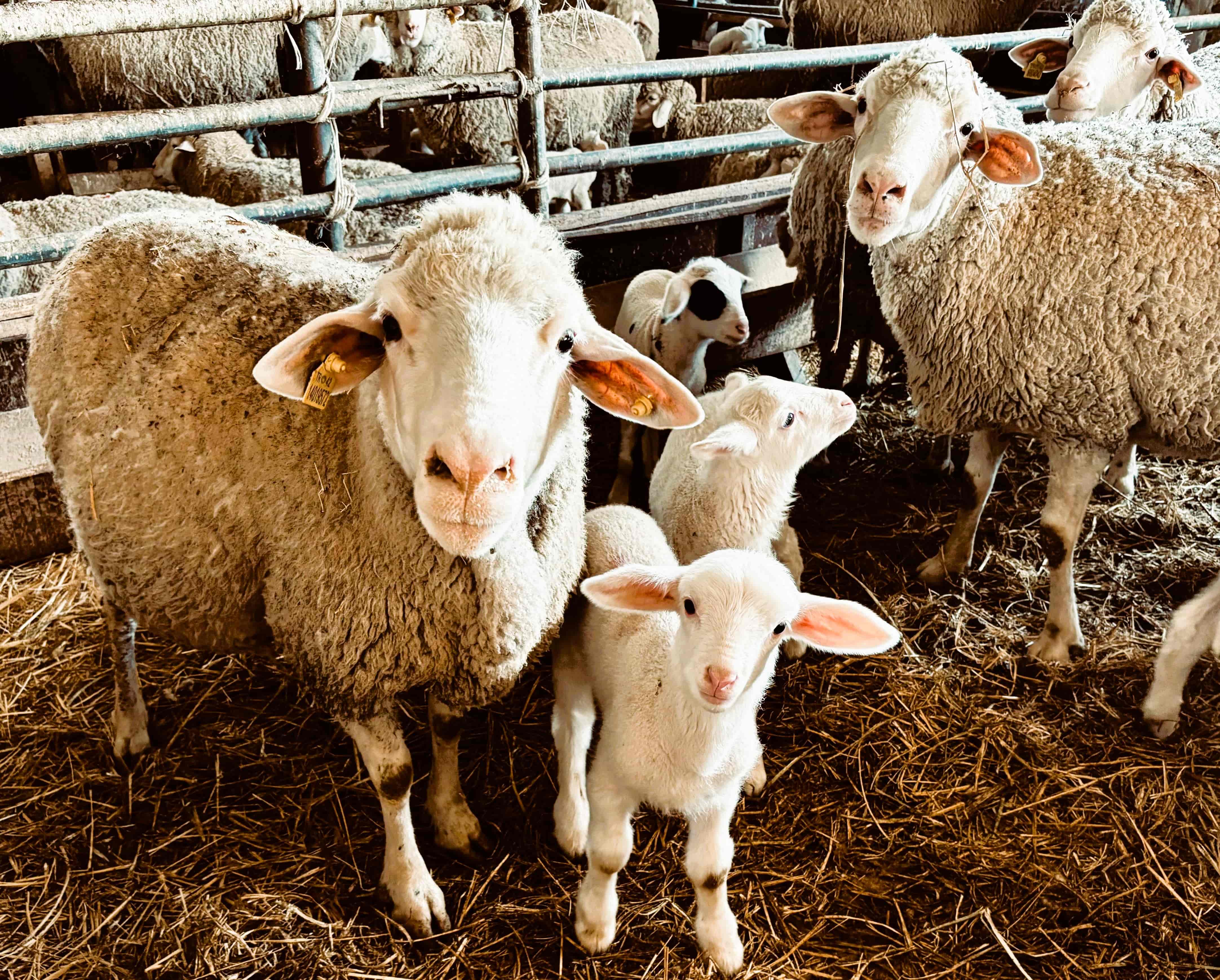 ALTINOVA TARIM İŞLETMESİNDE 2026 YILI KUZU DOĞUM SEZONU BAŞLADI