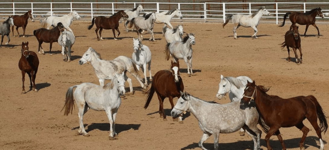 GELECEĞİN ŞAMPİYON SAFKAN ARAP ATLARI ANADOLU TARIM İŞLETMESİNDE YETİŞİYOR