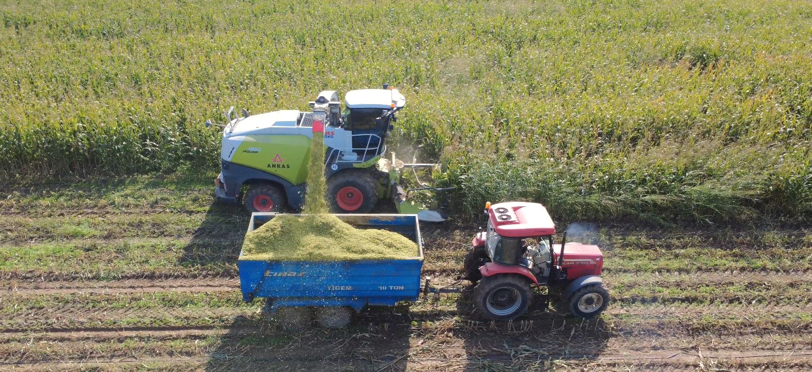 TÜRKGELDİ TARIM İŞLETMESİNDE İKİNCİ ÜRÜN HASIL MISIR HASADI TAMAMLANDI