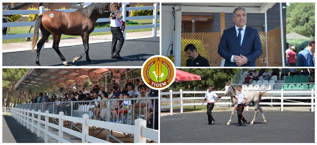TİGEM’İN 2026 YILI SAFKAN ARAP KOŞU TAYI SATIŞLARININ ÜÇÜNCÜSÜ YAPILDI