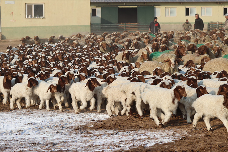 CEYLANPINAR TARIM İŞLETMESİNDE 60 BİN İVESİ KUZU DÜNYAYA GÖZLERİNİ AÇTI