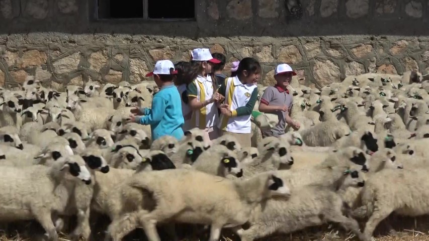 GÖKHÖYÜK TARIM İŞLETMESİNDE KUZULARIN ANNELERİYLE BULUŞMA ANI 