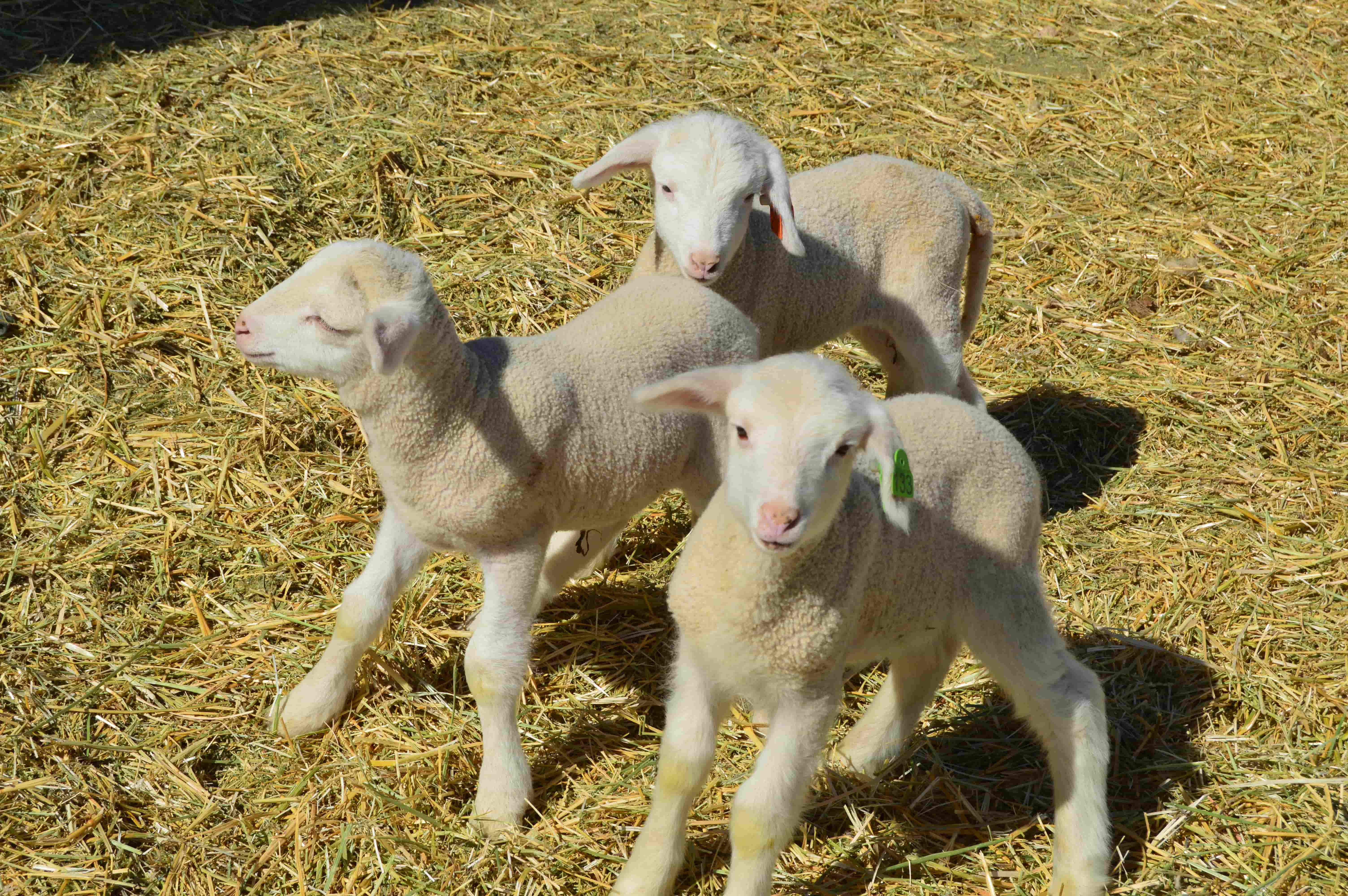 ANADOLU TARIM İŞLETMESİNDE 2026 YILININ İLK KUZULARI DOĞMAYA BAŞLADI