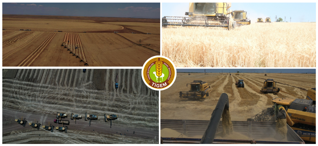 CEYLANPINAR TARIM İŞLETMESİ’NDE 2026 YILININ HASAT SEZONU BAŞLADI